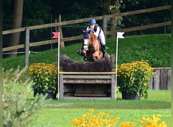 Poney de selle allemand, Étalon, 6 Ans, 148 cm, Alezan