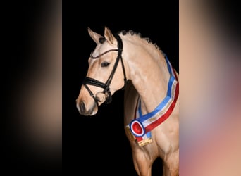 Poney de selle allemand, Étalon, 6 Ans, 148 cm, Buckskin