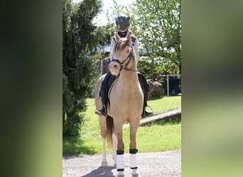 Poney de selle allemand, Étalon, 6 Ans, 148 cm, Champagne