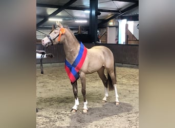 Poney de selle allemand, Étalon, 6 Ans, 148 cm, Champagne