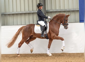 Poney de selle allemand, Étalon, 6 Ans, 153 cm
