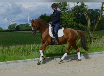 Poney de selle allemand, Étalon, 7 Ans, 146 cm, Alezan brûlé