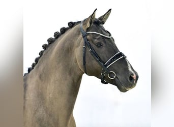 Poney de selle allemand, Étalon, 7 Ans, Noir