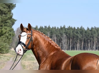 Poney de selle allemand, Étalon, 8 Ans, 147 cm, Alezan