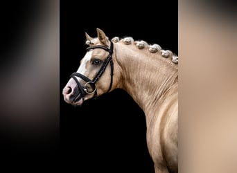 Poney de selle allemand, Étalon, 9 Ans, 145 cm, Palomino