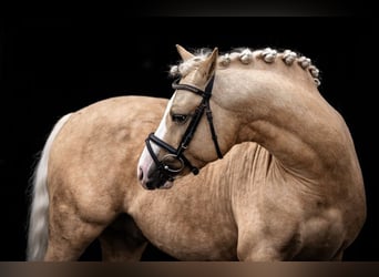 Poney de selle allemand, Étalon, 9 Ans, 145 cm, Palomino