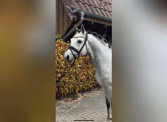 Poney de selle allemand, Étalon, 9 Ans, 147 cm, Gris noir