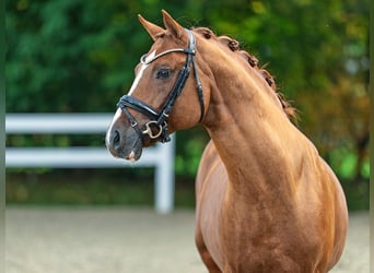 Poney de selle allemand, Étalon, 9 Ans, 153 cm, Alezan