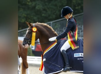 Poney de selle allemand, Étalon, 16 Ans, 148 cm, Alezan brûlé