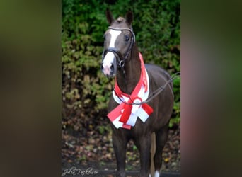 Poney de selle allemand, Étalon, 11 Ans, 154 cm, Alezan brûlé