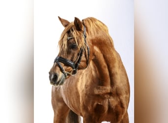 Poney de selle allemand, Étalon, 36 Ans, 148 cm, Alezan