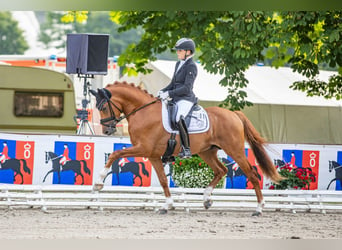 Poney de selle allemand, Étalon, 4 Ans, 147 cm, Alezan