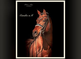 Poney de selle allemand, Étalon, 18 Ans, 148 cm, Bai