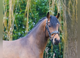 Poney de selle allemand, Étalon, 4 Ans, 145 cm, Bai