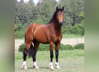 Poney de selle allemand, Étalon, 4 Ans, 145 cm, Bai