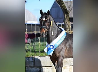 Poney de selle allemand, Étalon, 3 Ans, 146 cm, Bai
