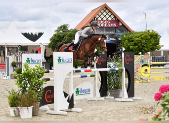 Poney de selle allemand, Étalon, 9 Ans, 147 cm, Bai