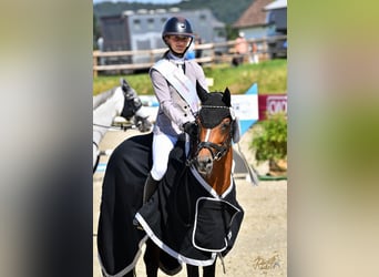 Poney de selle allemand, Étalon, 9 Ans, 147 cm, Bai