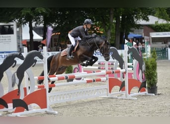 Poney de selle allemand, Étalon, 15 Ans, 145 cm, Bai