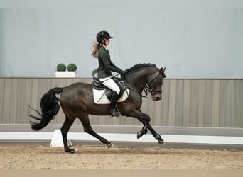 Poney de selle allemand, Étalon, 16 Ans, 145 cm, Bai