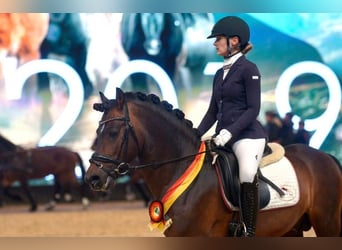 Poney de selle allemand, Étalon, 16 Ans, 145 cm, Bai