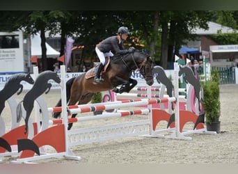 Poney de selle allemand, Étalon, 16 Ans, 145 cm, Bai