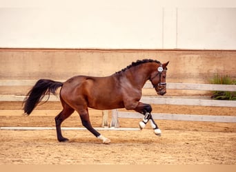 Poney de selle allemand, Étalon, 8 Ans, 145 cm, Bai