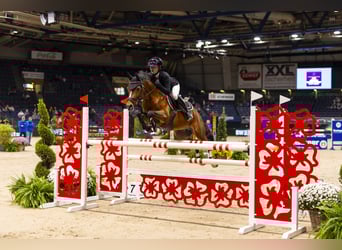 Poney de selle allemand, Étalon, 10 Ans, 147 cm, Bai