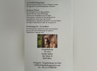 Poney de selle allemand, Étalon, 22 Ans, 147 cm, Bai