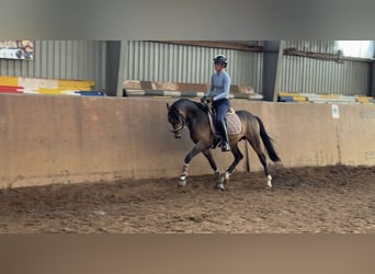 Poney de selle allemand, Étalon, 3 Ans, 146 cm, Buckskin