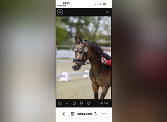 Poney de selle allemand, Étalon, 3 Ans, 146 cm, Buckskin