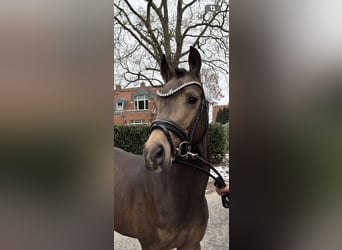 Poney de selle allemand, Étalon, 3 Ans, 146 cm, Buckskin