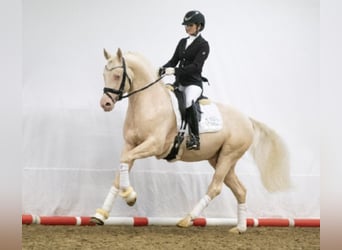 Poney de selle allemand, Étalon, 8 Ans, 155 cm, Cremello