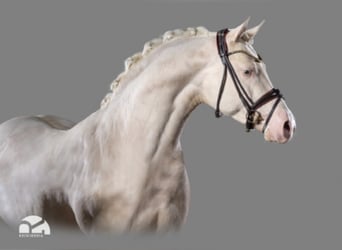 Poney de selle allemand, Étalon, 8 Ans, 155 cm, Cremello