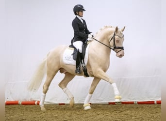 Poney de selle allemand, Étalon, 8 Ans, 155 cm, Cremello