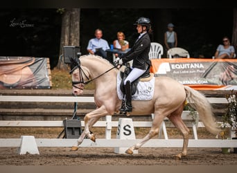 Poney de selle allemand, Étalon, 4 Ans, 145 cm, Cremello