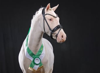 Poney de selle allemand, Étalon, 3 Ans, 142 cm, Cremello