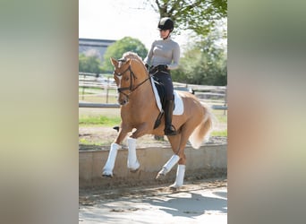 Poney de selle allemand, Étalon, 15 Ans, 148 cm, Dunalino