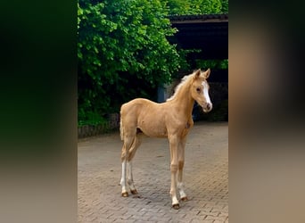 Poney de selle allemand, Étalon, 15 Ans, 148 cm, Dunalino