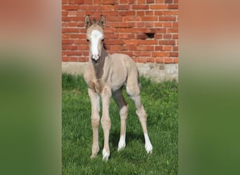 Poney de selle allemand, Étalon, 15 Ans, 148 cm, Dunalino