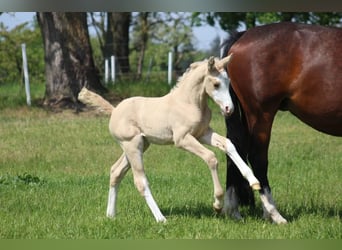 Poney de selle allemand, Étalon, 15 Ans, 148 cm, Dunalino