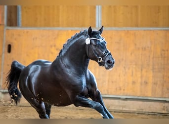 Poney de selle allemand, Étalon, 3 Ans, 146 cm, Noir