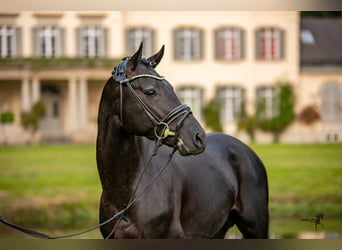 Poney de selle allemand, Étalon, 7 Ans, 148 cm, Noir