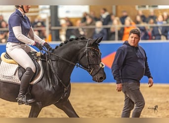 Poney de selle allemand, Étalon, 7 Ans, 148 cm, Noir