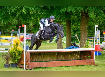 Poney de selle allemand, Étalon, 7 Ans, 148 cm, Noir