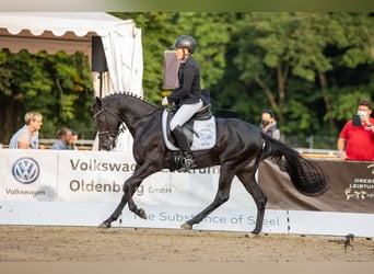 Poney de selle allemand, Étalon, 7 Ans, 148 cm, Noir