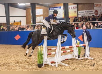 Poney de selle allemand, Étalon, 7 Ans, 148 cm, Noir