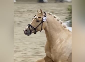 Poney de selle allemand, Étalon, 3 Ans, 146 cm, Palomino