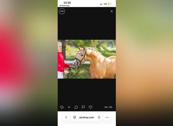 Poney de selle allemand, Étalon, 3 Ans, 146 cm, Palomino