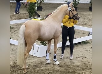 Poney de selle allemand, Étalon, 3 Ans, 146 cm, Palomino